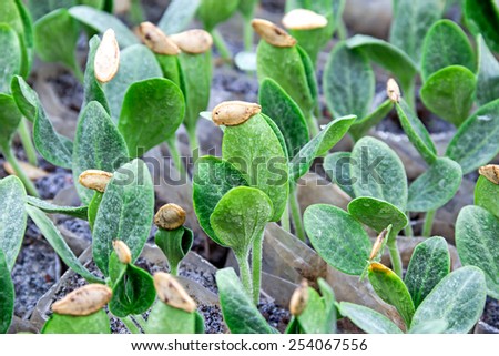 Pumpkin seedlings were grown in plastic bags.