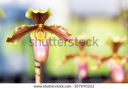 lady\'s slipper orchid Paphiopedilum