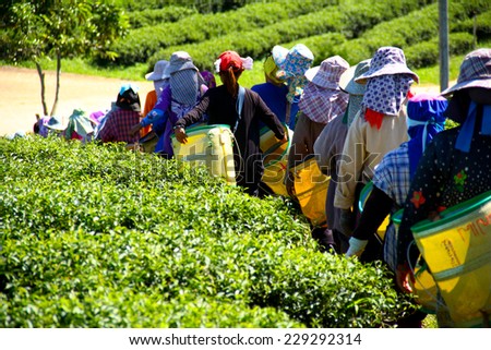 worker harvesting tea in chiangrai