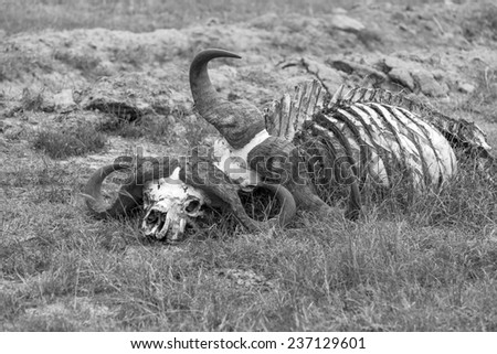 Buffalo Skull in Savannah,  Kenya Africa