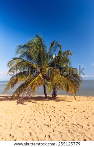 Beach on the tropical island. Clear blue water, sand and palms. Beautiful vacation spot.