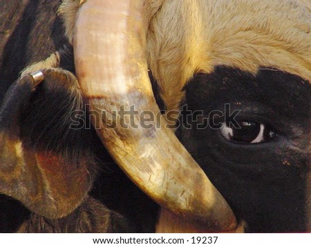 Bull at a rodeo; used for bull riding.