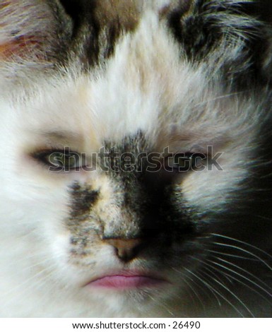 Cat-Woman, Composite of Girl\'s face and Cat face