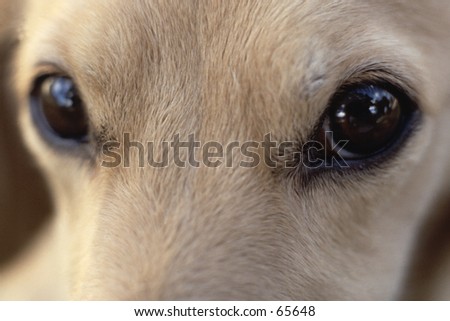 Concerned Dog Eyes