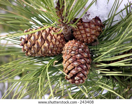 Pine cones in a cluster with snow