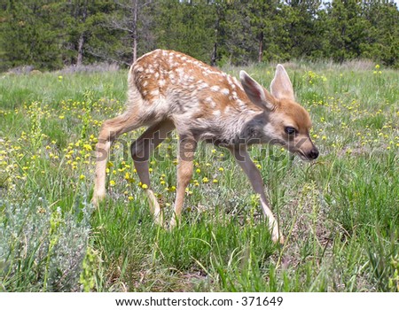 Fawn on the move