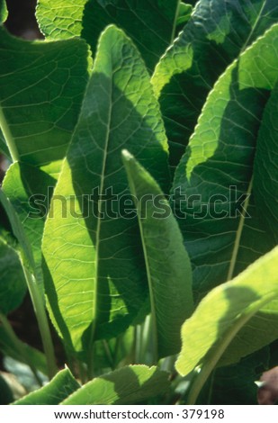 Horseradish leaves with terracotta plantpot as plant label [937080]