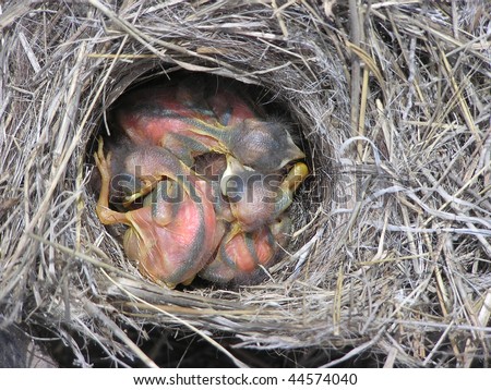 A group of Baby Blue Birds in their nest