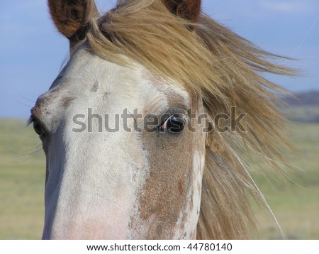 Spanish Mustang mare close-up of eye with mane blowing in wind