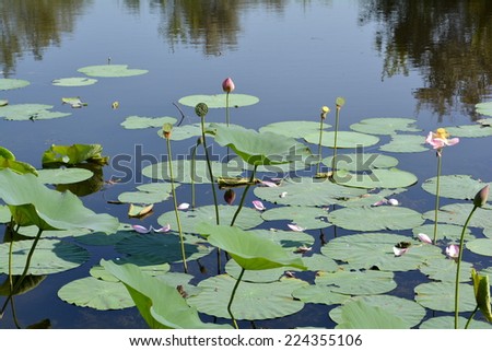 Lotus pond with buds, green leaves and pink fallen petals among frogs