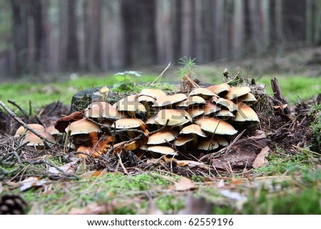 Texas mushrooms, puffballs and