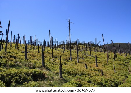 Trees in the Polish mountains destroyed by acid rain.
