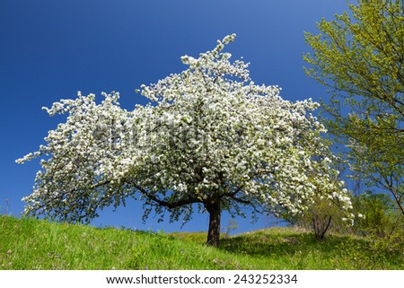 Apple tree in spring