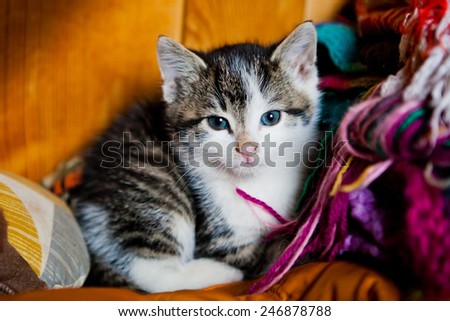 Young cat in cotton