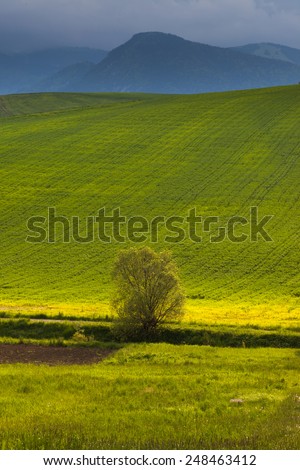 Meadow in Slovakia