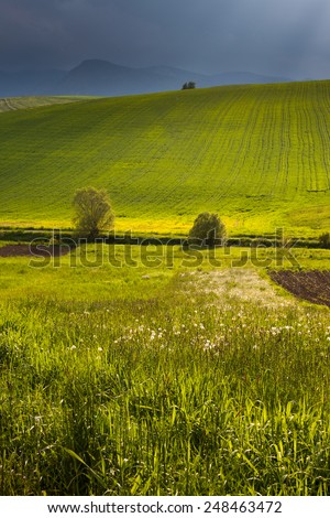 Meadow in Slovakia