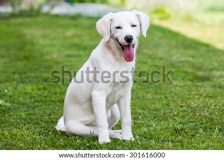 White shelter dog