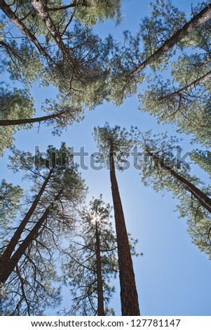 Looking up at the clear blue sky through a forest tree canopy.