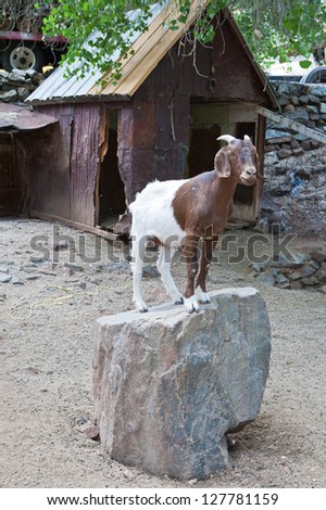 White and brown pet goat standing on a large rock at a farm.