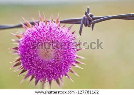 Round purple thistle flower next to an old barb wire fence.