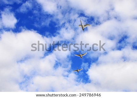 Three flying Swans
