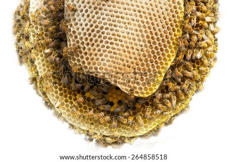 Bee and Honeycomb Community on white background