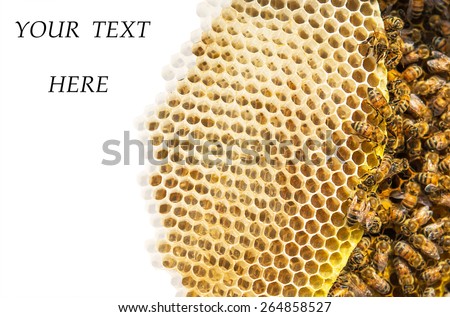 Bee and Honeycomb Community and Cut Honeycomb and space for Text on white background