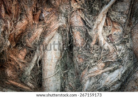 Bark and roots Tree texture