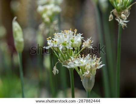 Soft picture style of flower ,onion flower