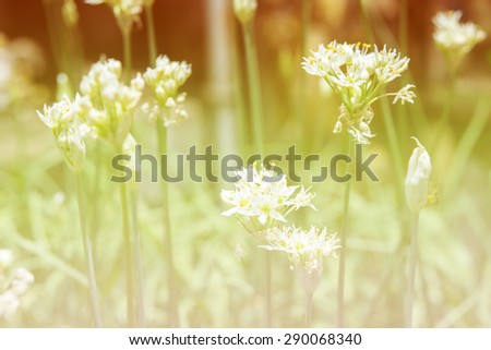 Beautiful sweet Onion Flower  made with color filters ,natural background ,Solf picture styler ,onion flower