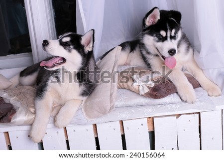 studio photo of beautiful and cute little puppies of Husky with blue eyes sitting on the windowsill at home