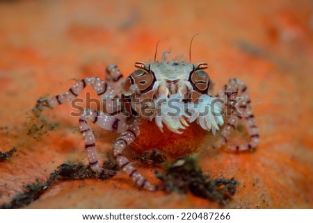 A boxer crab also known as cheerleader crab, carrying eggs on top of an orange sea sponge