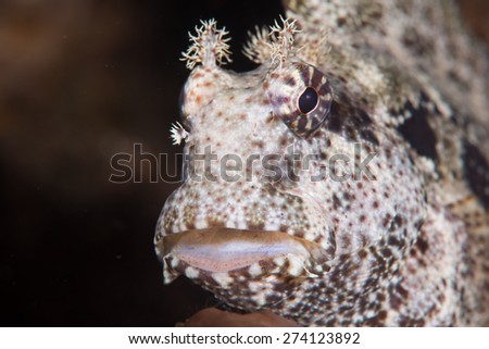 The blenny fish has got some very interesting looking face with lots of details and beautiful patterns