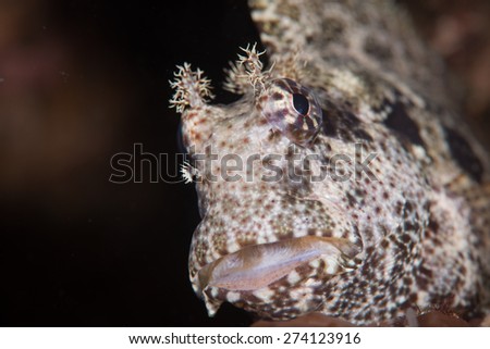 A blenny fish not shy at all of the camera let me come very near and snap a photo of its head.
