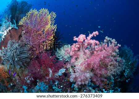 A very healthy coral scene from Raja Ampat with small fish and beautiful blue water in the background