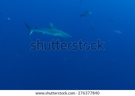 A grey reef shark in the blue water looking for hunting