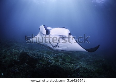 Manta Ray (manta alfredi) from Nusa Penida, Bali - Indonesia. this very large Manta swims very up closed