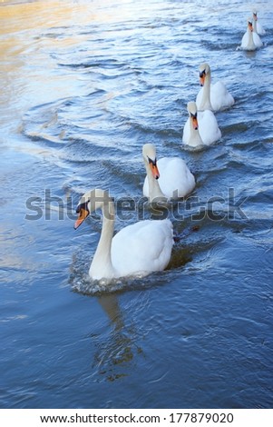 6 swans pushing Forward causing ripples on a fast flowing stream
