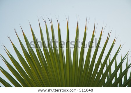 Palm Abstract2