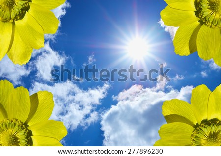 Yellow flowers against the sky. Flowers and sky. element of design