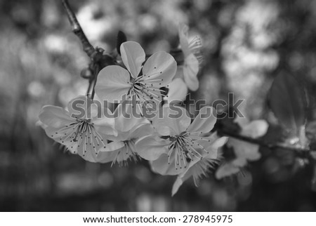 Cherry blossoms. Spring flower. Composition of nature. Black and white photo