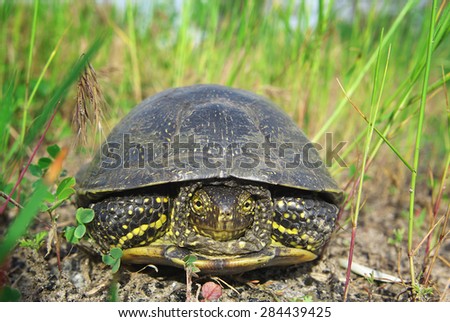 Turtle in the grass. Tortoise hiding in shell.