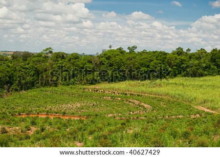 Replacement of native forest for sugarcane and eucalyptus in the south of Brazil.