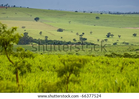 Conversion of areas of rainforest for cattle ranching and agriculture in the northwest of Parana, southern Brazil.