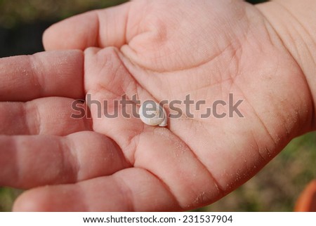 Tiny Toddler Hand, Tinier Shell