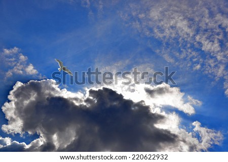 Bird flying in the blue sky. Sunshine rays through the clouds.