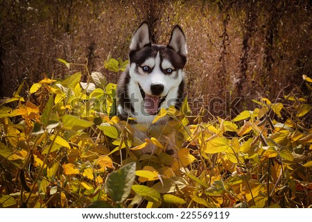 Happy Siberian Husky wolf color playing in the grass. Dog enjoying the sunshine on a yellow field of soybeans.