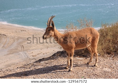 mountain-goat at Ein Gedi area, Dead Sea