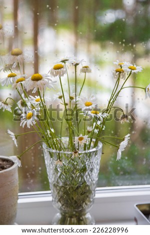 Rain outside the window. Flowers on the window, covered with rain drops