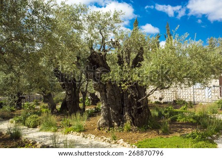 Garden of Gethsemane, Jerusalem, Israel. The gnarled olive trees they see could have been young saplings when Jesus came here with the disciples on that fateful night after the Last Supper